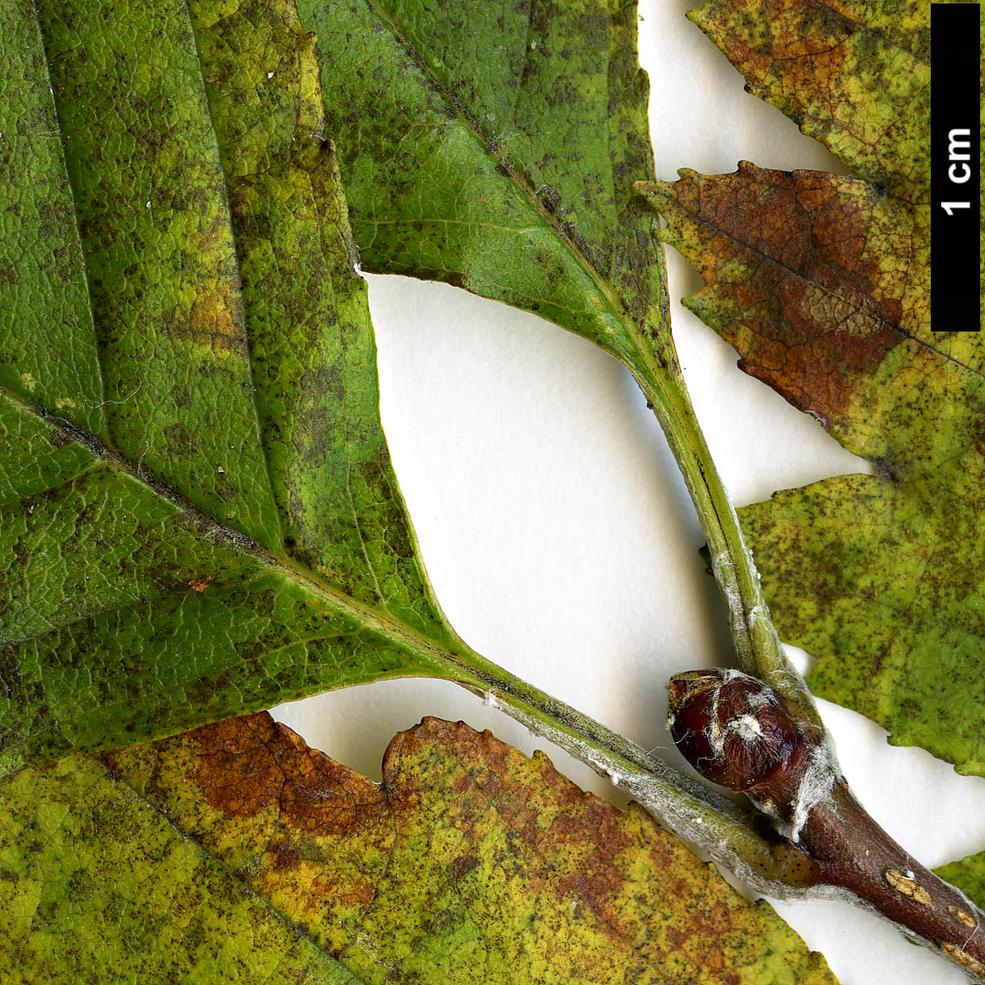 High resolution image: Family: Rosaceae - Genus: Sorbus - Taxon: japonica - SpeciesSub: var. japonica